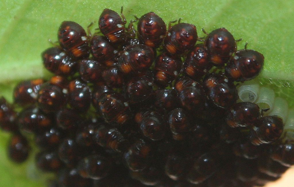 Neanidi: cfr. Nezara viridula